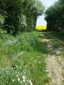 Durch die Eifel wandern im Sommer